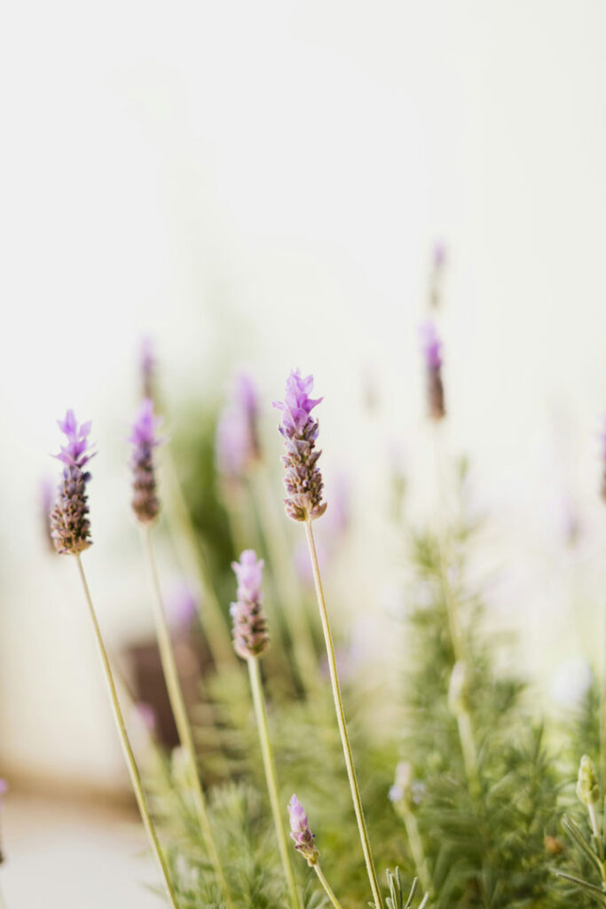 Flor de lavanda.