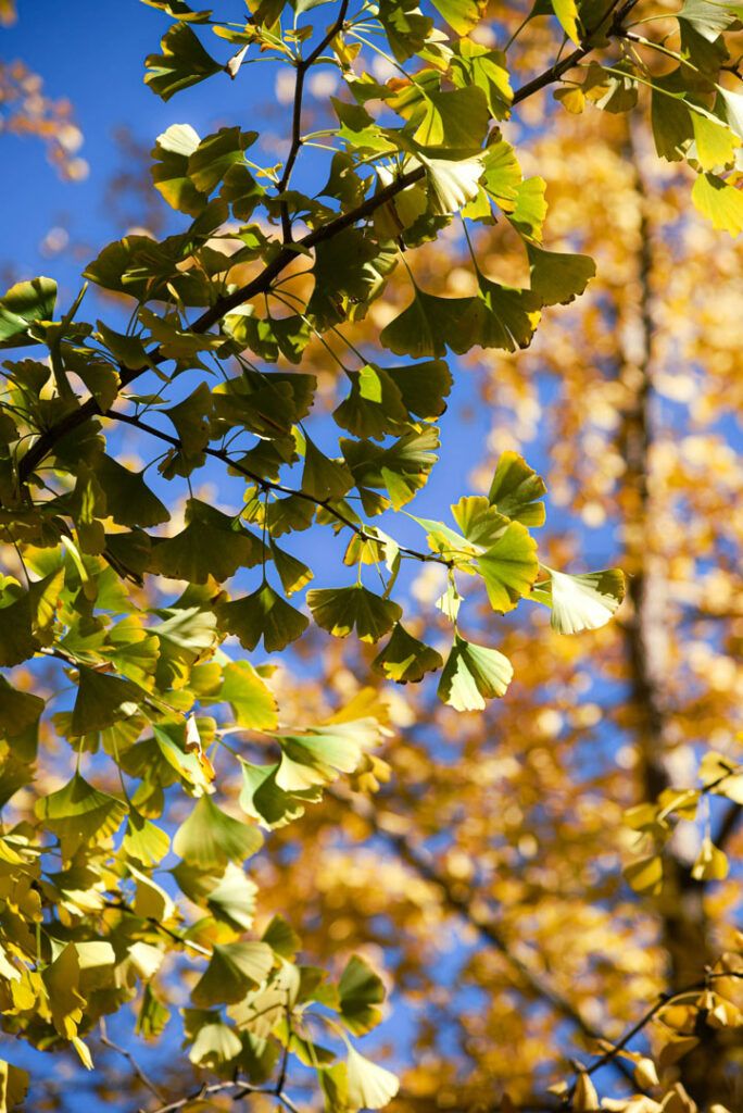Hojas de ginkgo.