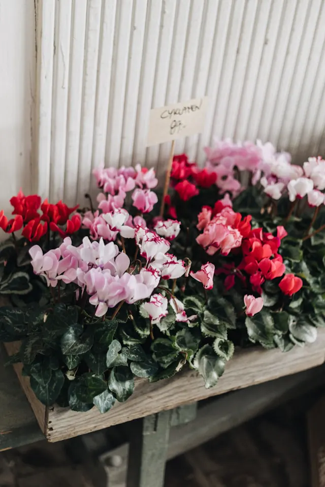 Flores.